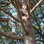 Tecnica Tree-Climbing