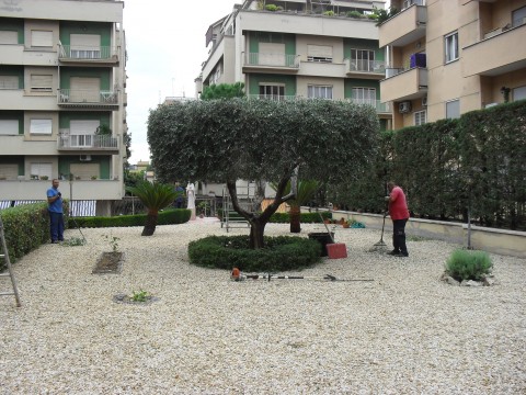 Ulivo potato per un risultato ornamentale